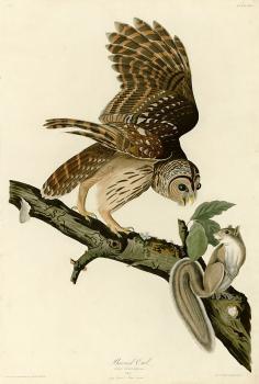 John James Audubon : Barred owl